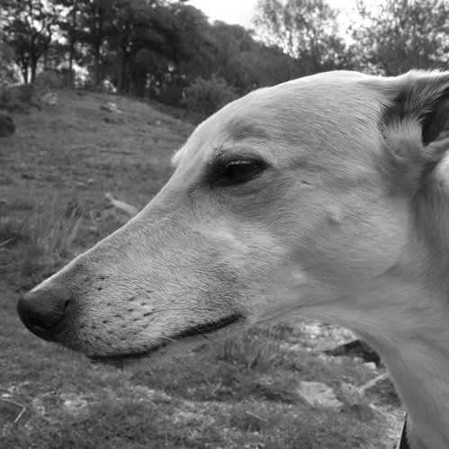 Whippet sisfurs living with hooman mum and dad @allanwin and fond memories of our lurcher bro Sandy 🌈 11/04/23