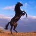 أمراض الخيل وعلاجها (@horse_diseases) Twitter profile photo أمراض الخيل وعلاجها (@horse_diseases) Twitter profile photo