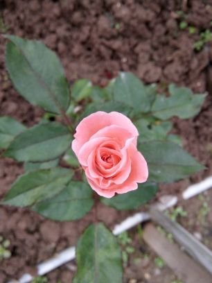 Xin chào. Tôi là Hà. Tôi trồng cây giống và linh chi. Chào mừng bạn ghé thăm Twitter của tôi!
