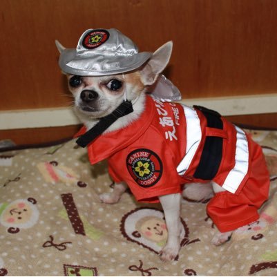 chihuahua_wan's profile picture. チワワの龍です。 物凄くビビリな男の子です。龍の他にはカエルさんがいます🐸時々、前に居た子達も登場します😊
