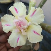 DEEPAK KOHLI (@kohlideepak) 's Twitter Profile