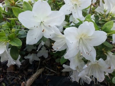 KekiDaruwalla's profile picture. 