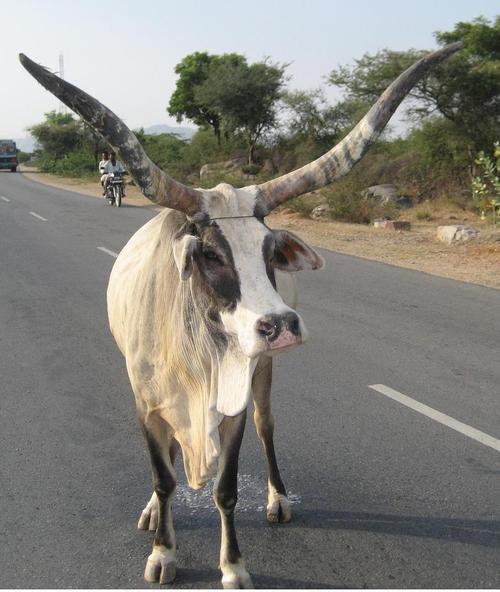 ने समंदर से सीखा है जीने का सलीक़ा, चुपचाप से बहना और अपनी मौज में रहना ।।