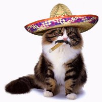 I don't really care, Jose' (@pissedofffilly) 's Twitter Profile