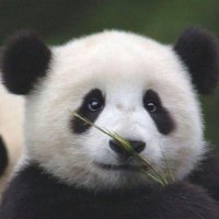 Save The Pandas (@savethepandas4) 's Twitter Profile