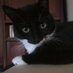 โจPauls Trance Catโจ (@pauls_vonic_cat) Twitter profile photo โจPauls Trance Catโจ (@pauls_vonic_cat) Twitter profile photo