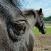 Nicol Taal (@nikkilauda73) 's Twitter Profile Photo