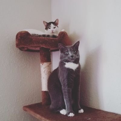 A couple of cats living the dream. Need a smile? We'll cheer you up😺