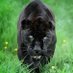 Green Panther (@man_of_letterss) Twitter profile photo Green Panther (@man_of_letterss) Twitter profile photo