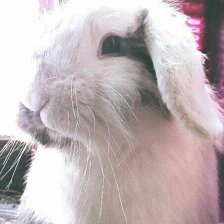 Creamy Belier Lionhead ♂ 28/9/16🌟 My sister and bff is a guinea pig called Cuyi 🐹. I'm a Spanish 🇪🇸 bun, but feel free to talk to me in English! 🇬🇧🇺🇸🐰♥