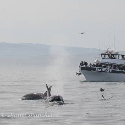 Whale watching trips all year! Owned and operated by Marine Biologists in Monterey, CA. Contact us for a trip at https://t.co/7GdZJEAPeK or at 831-375-4658.