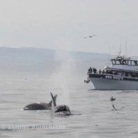 GoWhales(@MBayWhaleWatch) 's Twitter Profile Photo GoWhales(@MBayWhaleWatch) 's Twitter Profile Photo