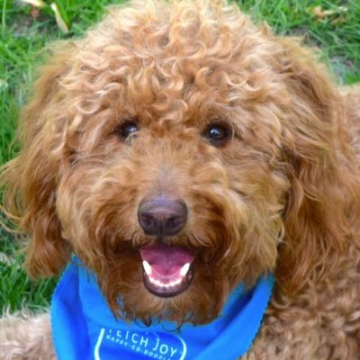 Feel-good quotes, quips, and cuteness for people who love dogs. 🏆Winner Best New Pet Blog #positivity #goldendoodle #dogquotes