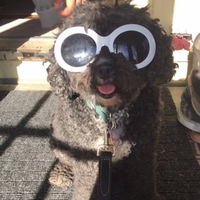 harleeisadog's profile picture. hi!!!!!!!!!!! my name is Harlee and I am a dog and I like alot of thin- SQUIRREL!!!!!!!!!!!!!!!