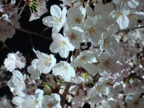 komorisong's profile picture. 