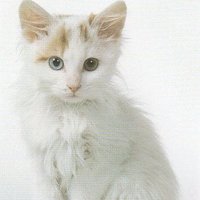 * Lightningkit * (@coldaslightning) 's Twitter Profile