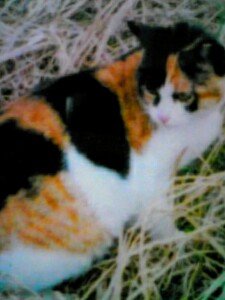 taro3643's profile picture. 