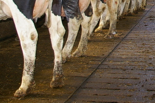 vetritools's profile picture. Vetri-Tools box, verzorging koeklauwen van aandoeningen als Mortellaro, Stinkpoot ed. #Biologisch #Veterinair #Microbieel