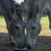 EVANESCENT MUSTANGS (@evanescentmrs) Twitter profile photo EVANESCENT MUSTANGS (@evanescentmrs) Twitter profile photo