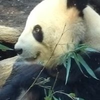 unahyon: (@unahyon1) 's Twitter Profile