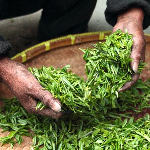 EastChinaTea's profile picture. Coming soon!