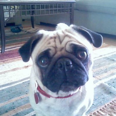 ChemTrailsMView's profile picture. 