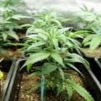 CBD Pottalk (@cbdpottalk) 's Twitter Profile