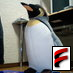 NetPenguin Profile Picture