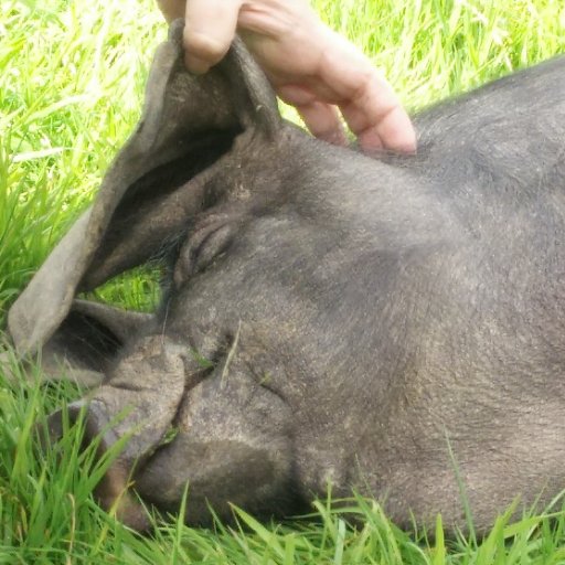 SP00kYDuD3's profile picture. 