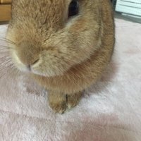 あっきー (@sigrayuki) Twitter profile photo