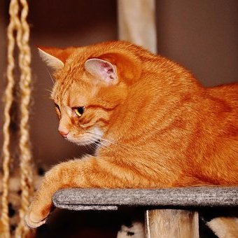Cat Care & Health products online. e5adea30