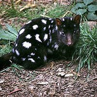 Spotted Quoll (@queenquoll) 's Twitter Profile Photo Spotted Quoll (@queenquoll) 's Twitter Profile Photo