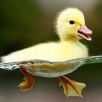 Ducklings (@ducklings1mps) 's Twitter Profile