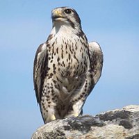 Falcons (@falconsmps) 's Twitter Profile Photo Falcons (@falconsmps) 's Twitter Profile Photo