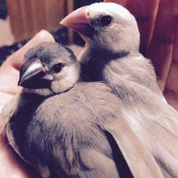 文鳥出品 文/新木南生 (@ingwaz_) • Instagram photos and videos