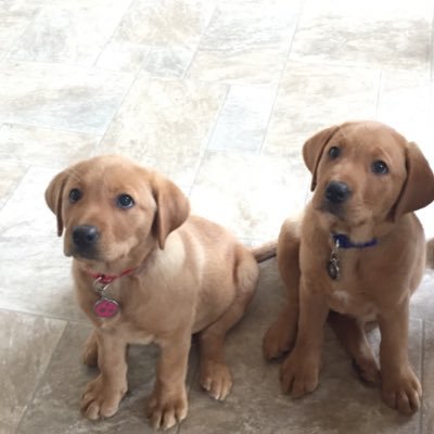 We are 2 fox red pups... we are part of @lushlabs