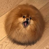 nichi jo πβ¨ (@joeldritch) 's Twitter Profile