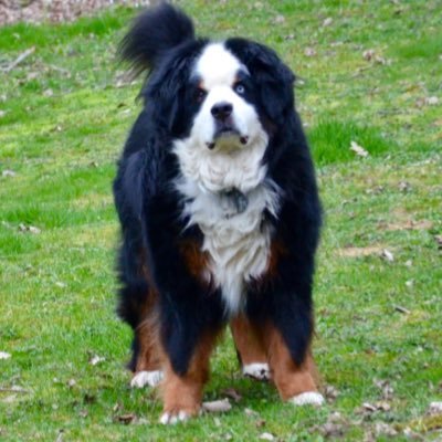 Moon Dog- Bernese Mountain Dog🐶🐾RIP buttonhead Scout ❤️and Woodstock 🙏🌈😇 Please… no politics