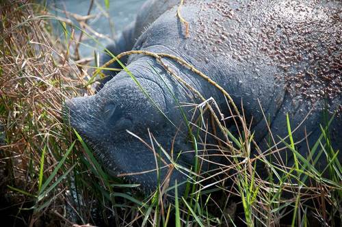 This Friday and Saturday, hundreds of scientists and volunteers fan across Biscayne National Park, creating an inventory of every living species over 24 hours.