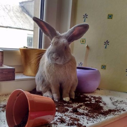 vegan_beings's profile picture. Working to promote and support a vegan diet.