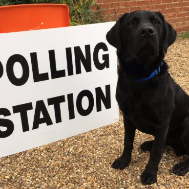 Celebrating #DogsAtPollingStations; curating https://t.co/YLlrBQ7C9v; offering the antidote to politics. Above all, loving cute dogs!
