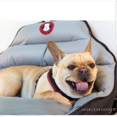 PupSaver is THE ONLY crash test-worthy dog car seat on the market. Period! Check our site for details. PupSaver = Safety Beyond Restraint! For dogs up to 45lbs.