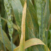 K-State Department of Plant Pathology (@ksuplantdr) 's Twitter Profile