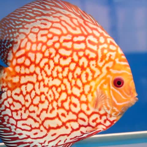 Discus Fish expert. Check out my videos for videos on breeding, feeding, caring and everything you need to know for Discus Fish.