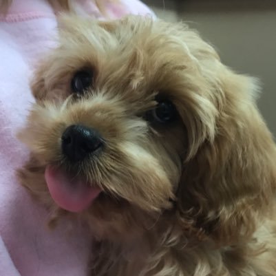 Alice is a CavaPoo puppy with Patent Ductus Arteriousus. She needs heart surgery or she won't live past 2 years. Please donate or retweet if you can! Thank you!
