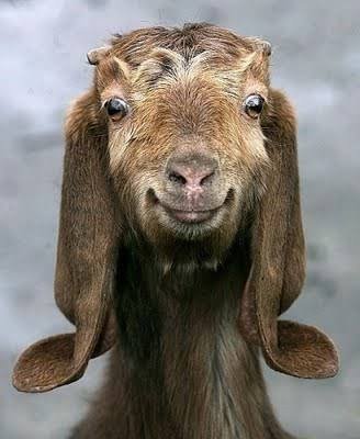 Just sharing the love. Follow the goat and the goat will follow you.