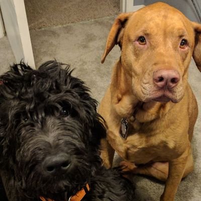 shuv1337's profile picture. i like computers and stuff. don't follow me please, i block anyone who does so just save us both the trouble. also fuck paying twitter for api requests.