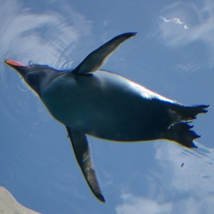 上限のためフォローできない場合あり、ご了承願います。 █プロフ画像は、2009年5月旭山動物園のペンギンを硝子の下から撮影。 █ヘッダ画像は2011年8月古宇利島を機上から撮影。