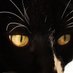 Suki Katt (@sukikatt) Twitter profile photo Suki Katt (@sukikatt) Twitter profile photo