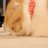 せ○ね○🐈のアイコン